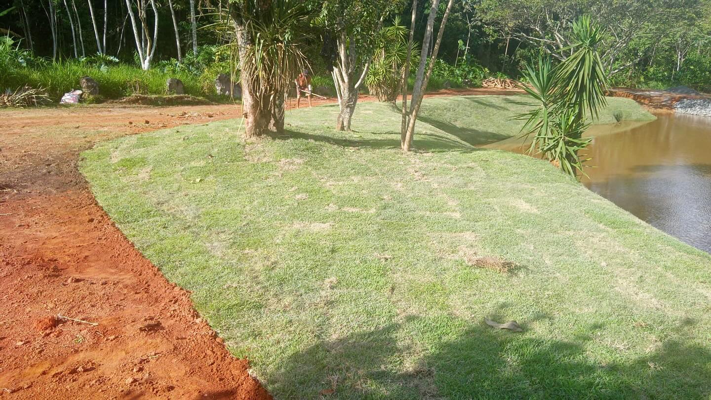 Parede verde vertical